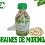 Graines de moringa