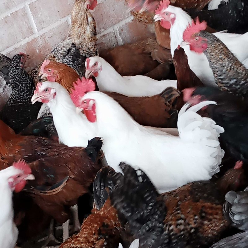 Poulet local