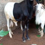 Petit ruminants